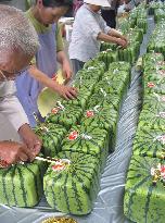 Shipments of square water watermelons begin in Zentsuji